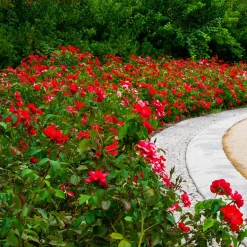 Rosier à massif rouge - Un massif rouge tout l'été