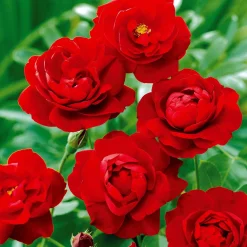 Rosier à massif rouge - Un massif rouge tout l'été
