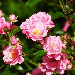 Rosier à massif 'The Fairy' - Un tapis de roses tout l'été