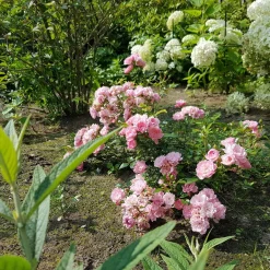 Rosier à massif 'The Fairy' - Un tapis de roses tout l'été