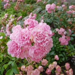 Rosier à massif 'The Fairy' - Un tapis de roses tout l'été