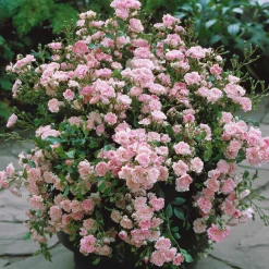 Rosier à massif 'The Fairy' - Un tapis de roses tout l'été