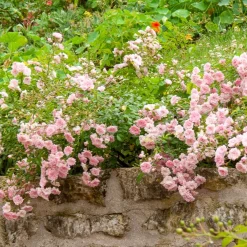 Rosier à massif 'The Fairy' - Un tapis de roses tout l'été