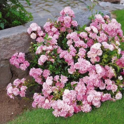 Rosier à massif 'The Fairy' - Un tapis de roses tout l'été