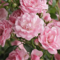 Rosier à massif 'The Fairy' - Un tapis de roses tout l'été