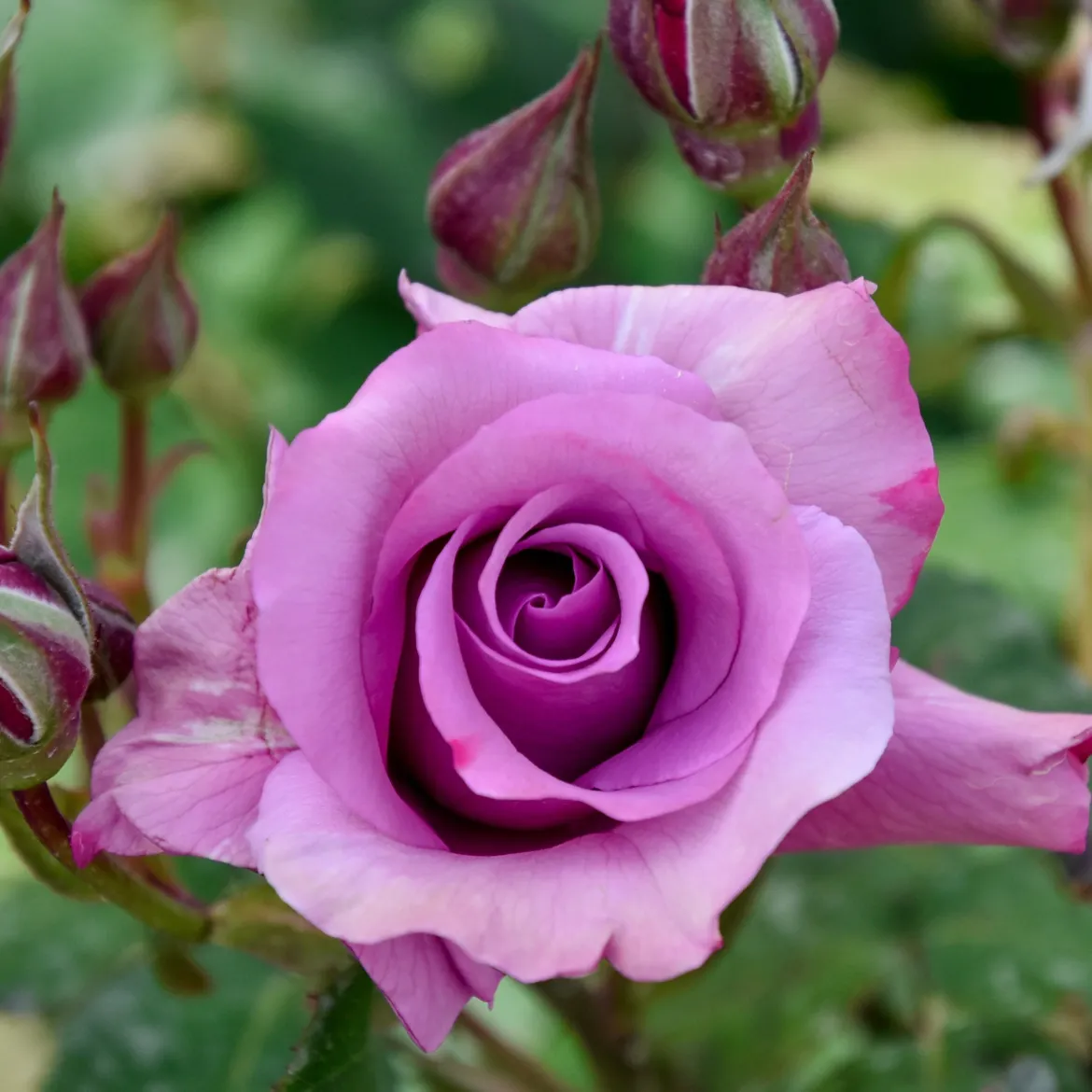 Rosier à massif violet - Un massif violet tout l'été