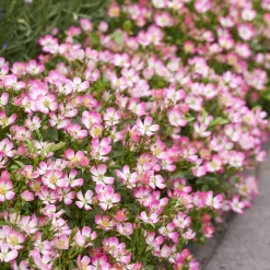 Rosier miniature Cutie Pie ® - Des roses tout l'été en pot