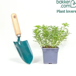Rosier miniature Cutie Pie ® - Des roses tout l'été en pot