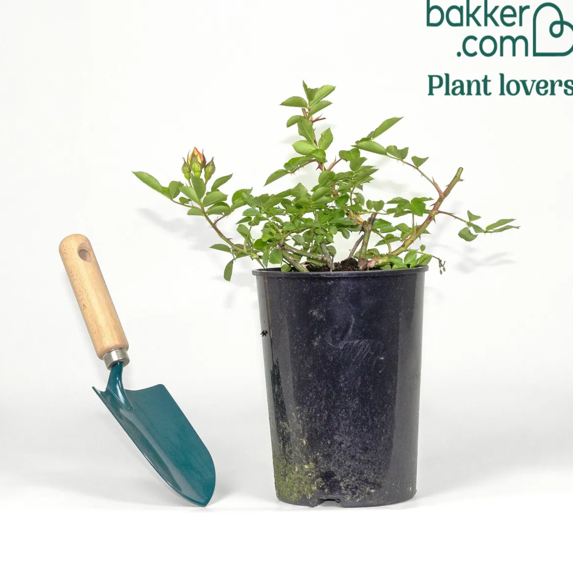 Rosier miniature Little Sunset® - Un feu d'artifice orange en pot