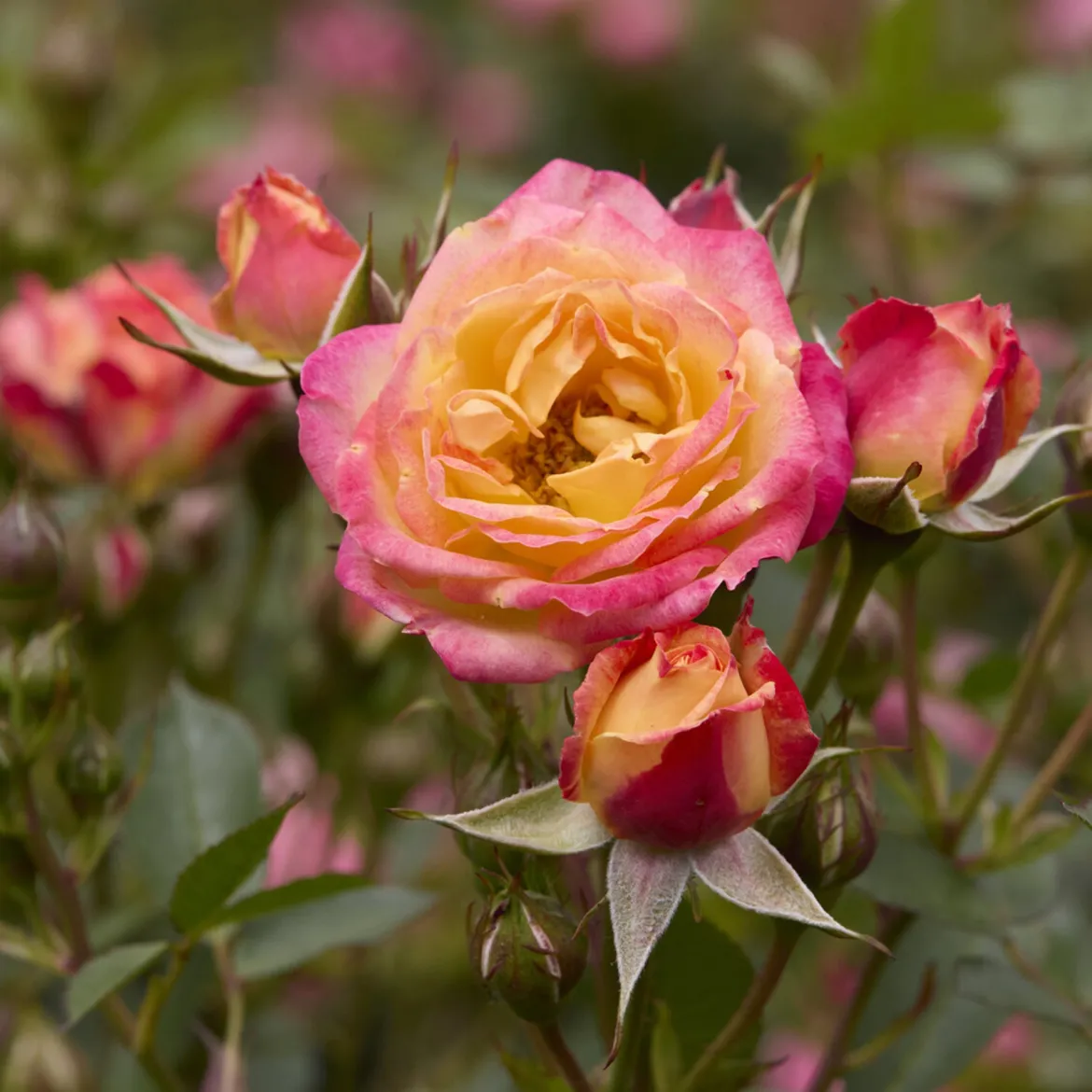Rosier miniature Little Sunset® - Un feu d'artifice orange en pot
