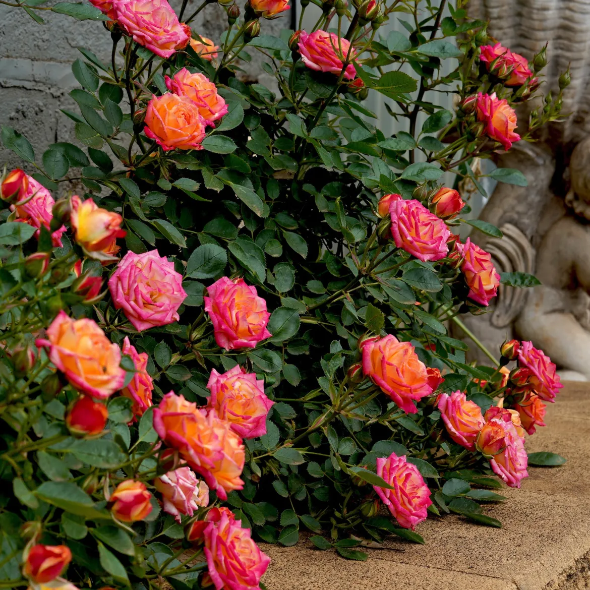 Rosier miniature Little Sunset® - Un feu d'artifice orange en pot