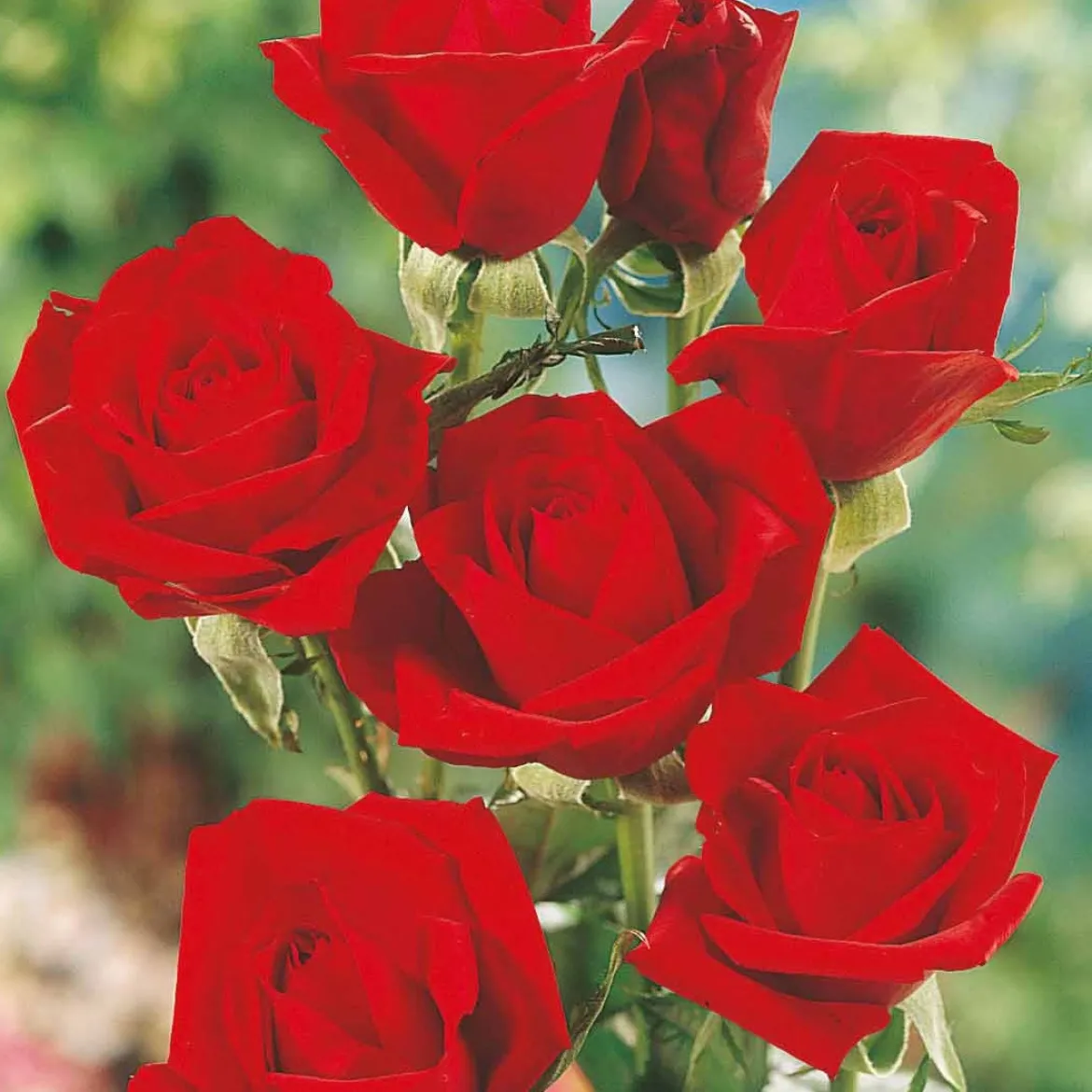 Rosier Oklahoma - Un rouge profond et parfumé