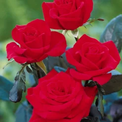 Rosier Oklahoma - Un rouge profond et parfumé