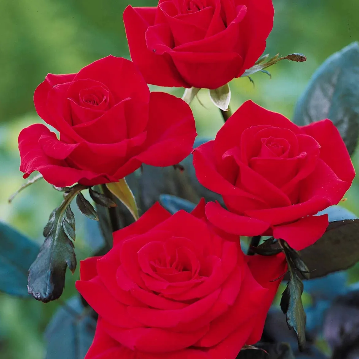Rosier Oklahoma - Un rouge profond et parfumé