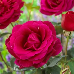 Rosier Oklahoma - Un rouge profond et parfumé