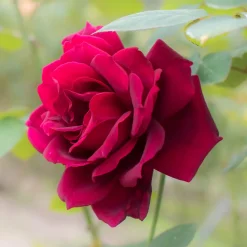 Rosier Oklahoma - Un rouge profond et parfumé