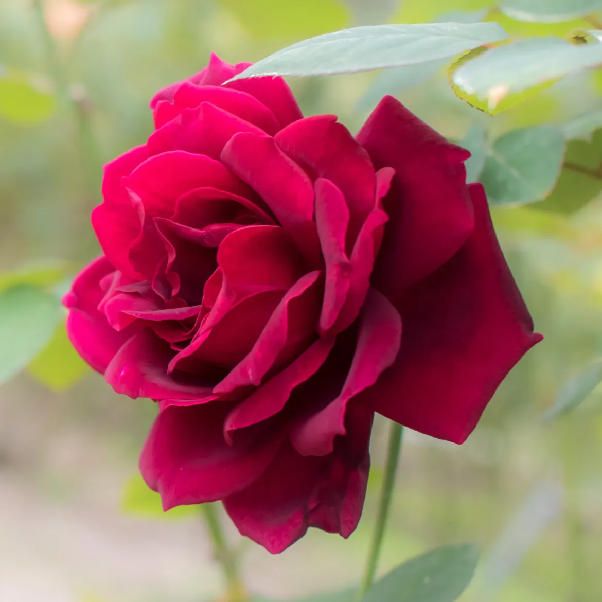 Rosier Oklahoma - Un rouge profond et parfumé