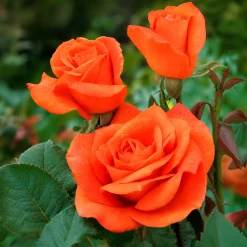 Rosier Orange Supreme - L'orange qui illumine tout