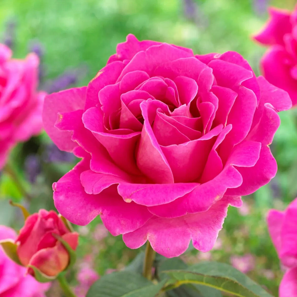 Rosier Pink Perfume - Un parfum rose tout l'été