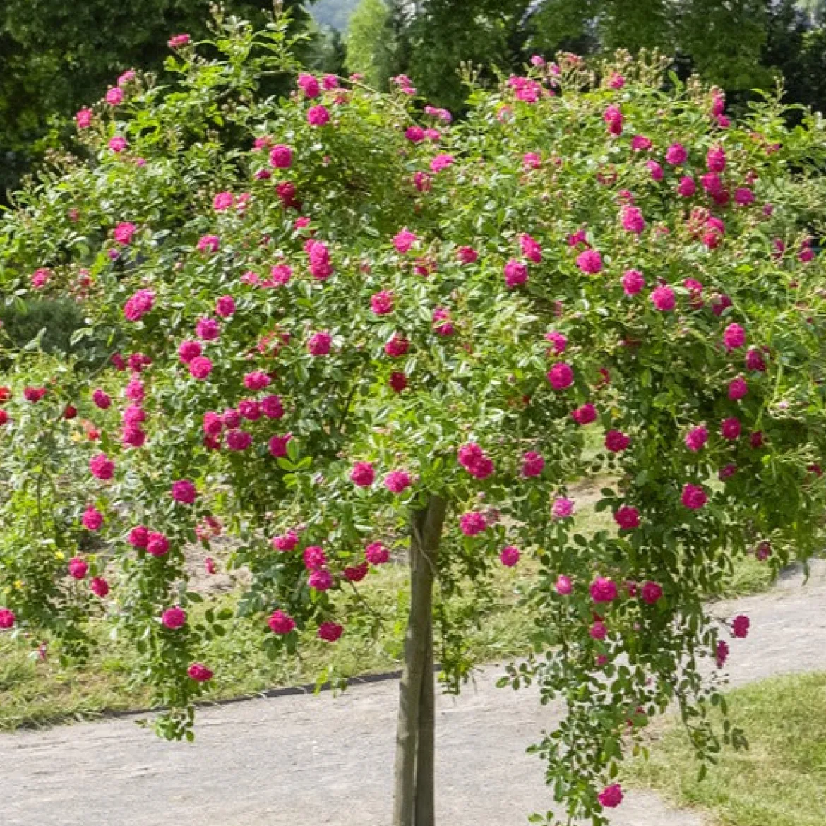 Rosier pleureur Excelsa sur tige - Une cascade de roses au jardin