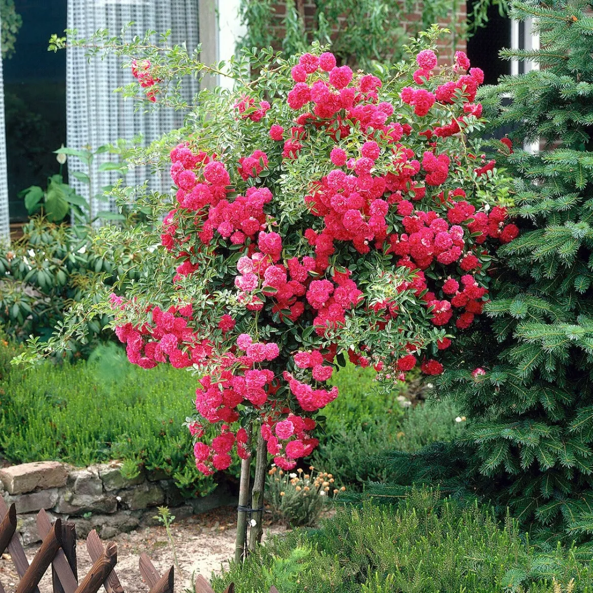 Rosier pleureur Excelsa sur tige - Une cascade de roses au jardin
