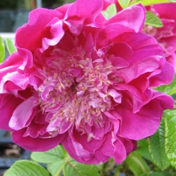 Rosier Pompom Perfume ® pivoine - Des roses parfumées sans effort