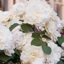 Rosier Princesse de Galles ® Hardinkum - Roses blanches tout l'été