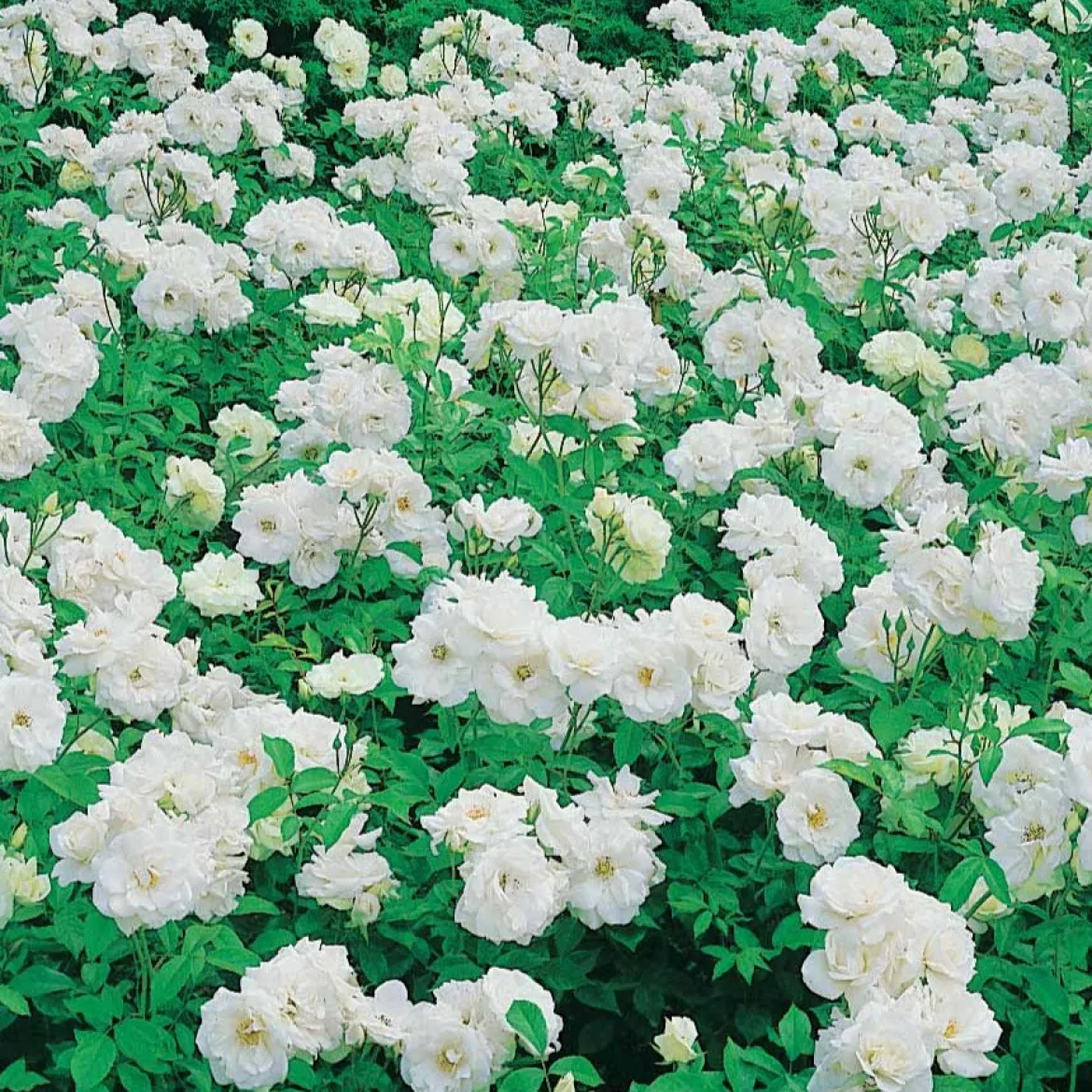 Rosier Princesse de Galles ® Hardinkum - Roses blanches tout l'été