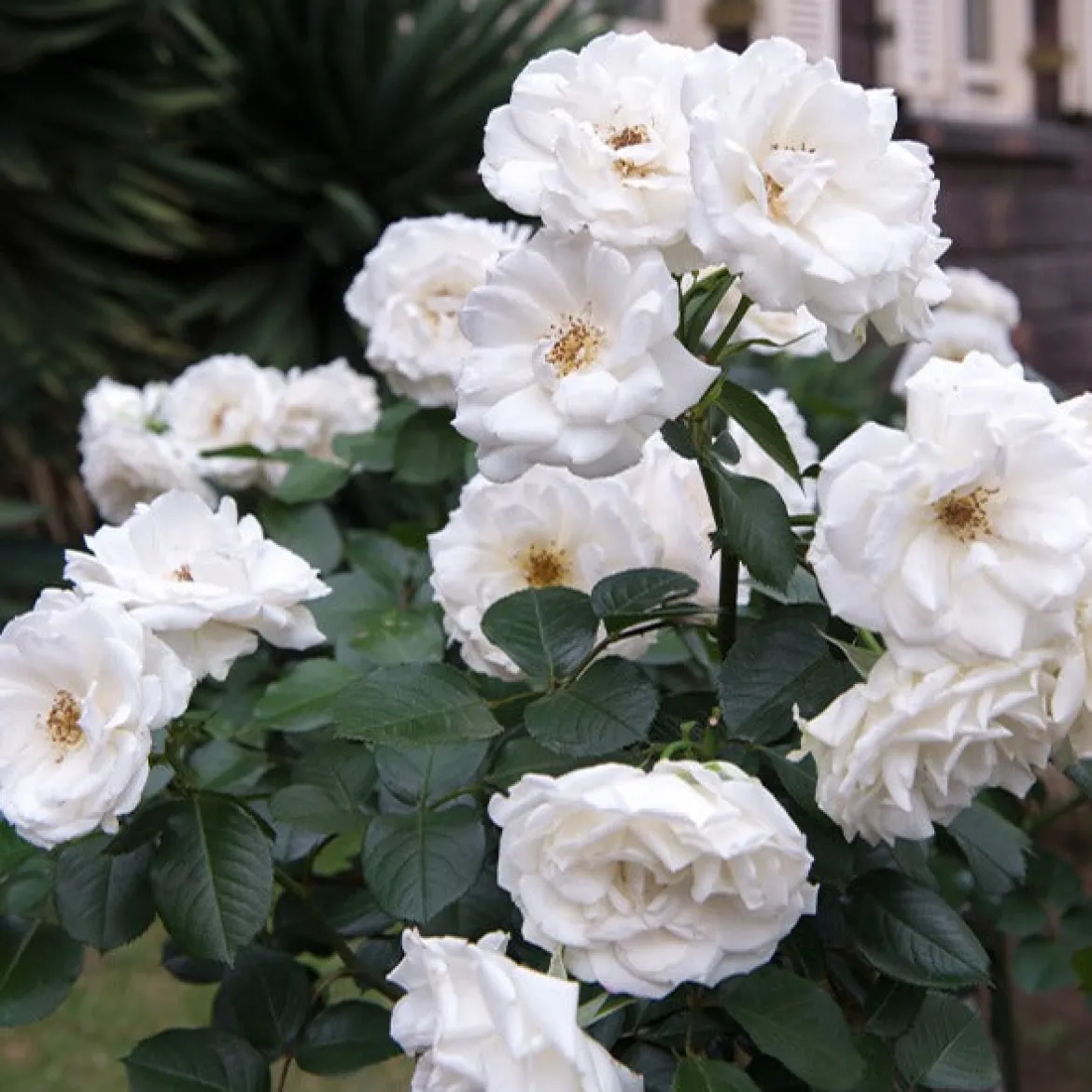 Rosier Princesse de Galles ® Hardinkum - Roses blanches tout l'été