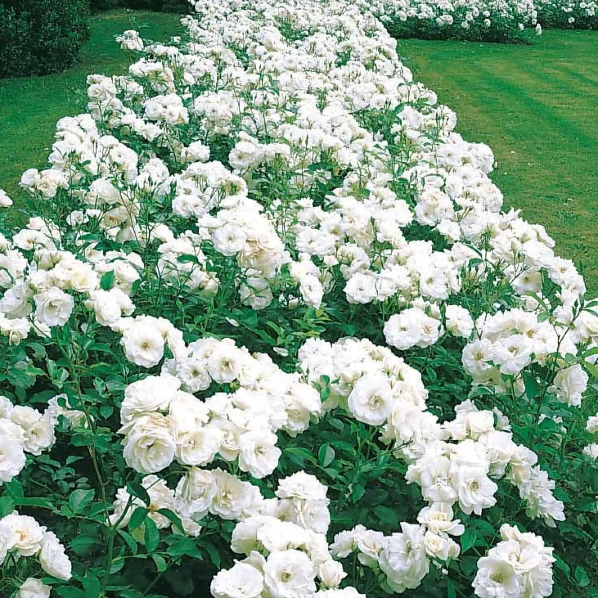 Rosier Princesse de Galles ® Hardinkum - Roses blanches tout l'été