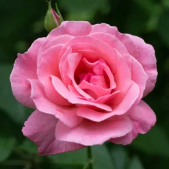 Rosier Queen Elisabeth - Roses roses tout l'été