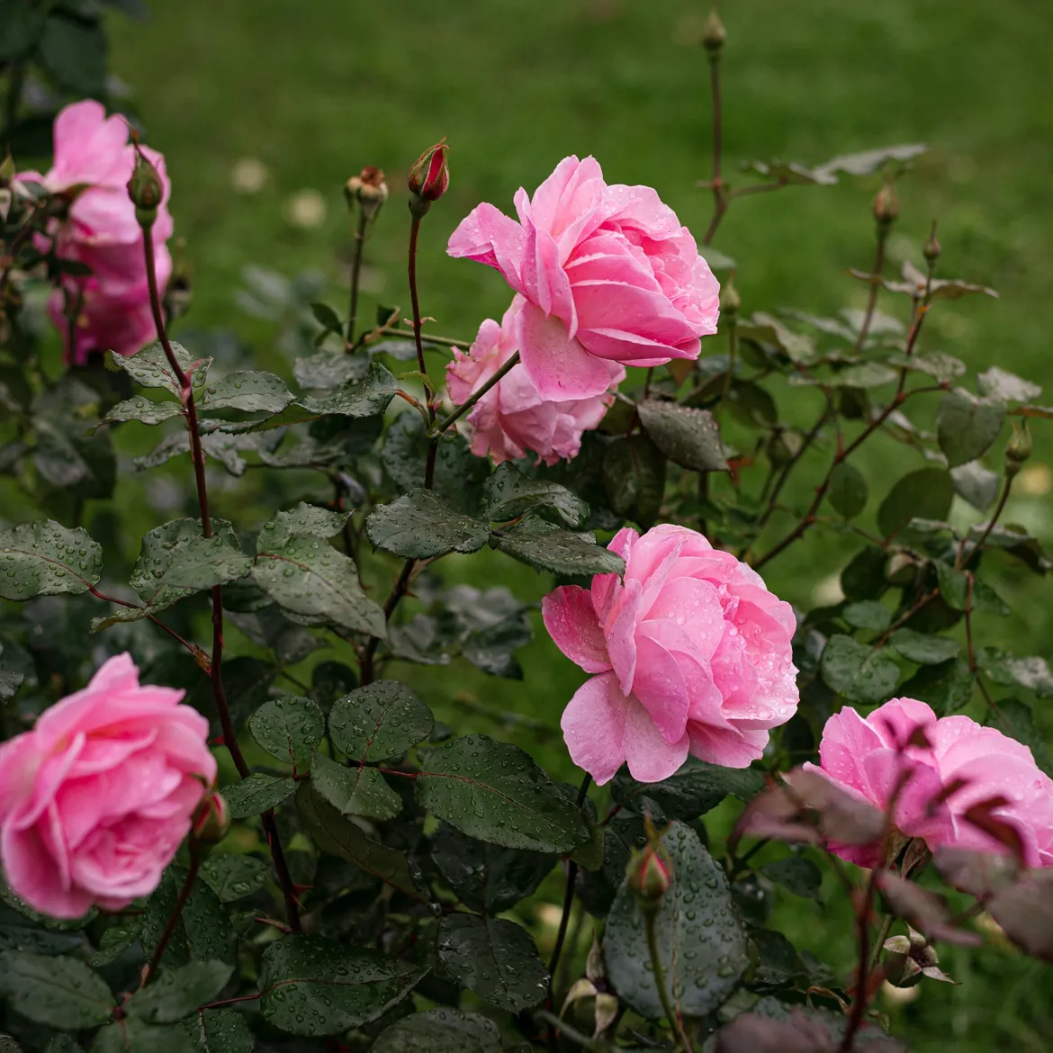 Rosier Queen Elisabeth - Roses roses tout l'été