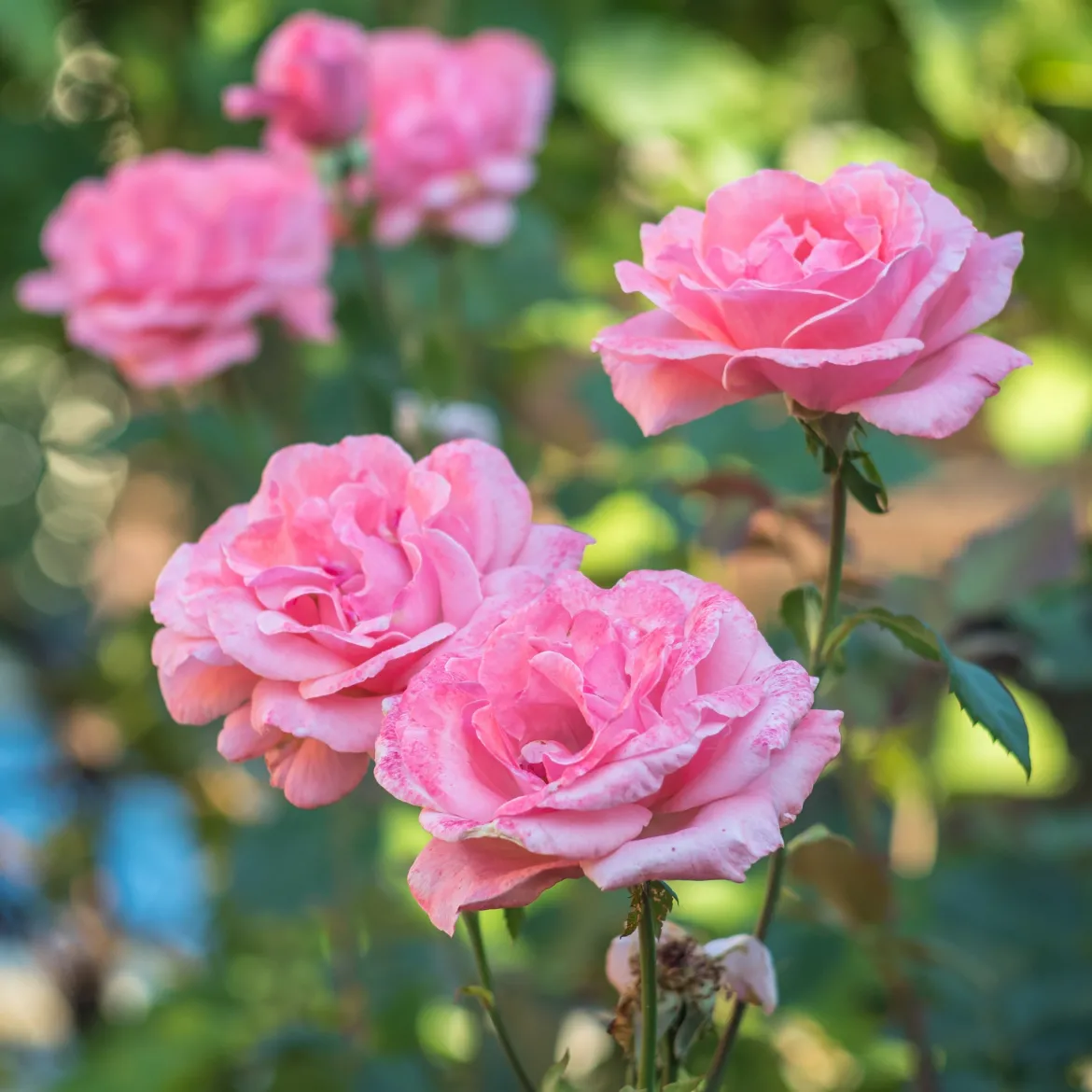 Rosier Queen Elisabeth - Roses roses tout l'été