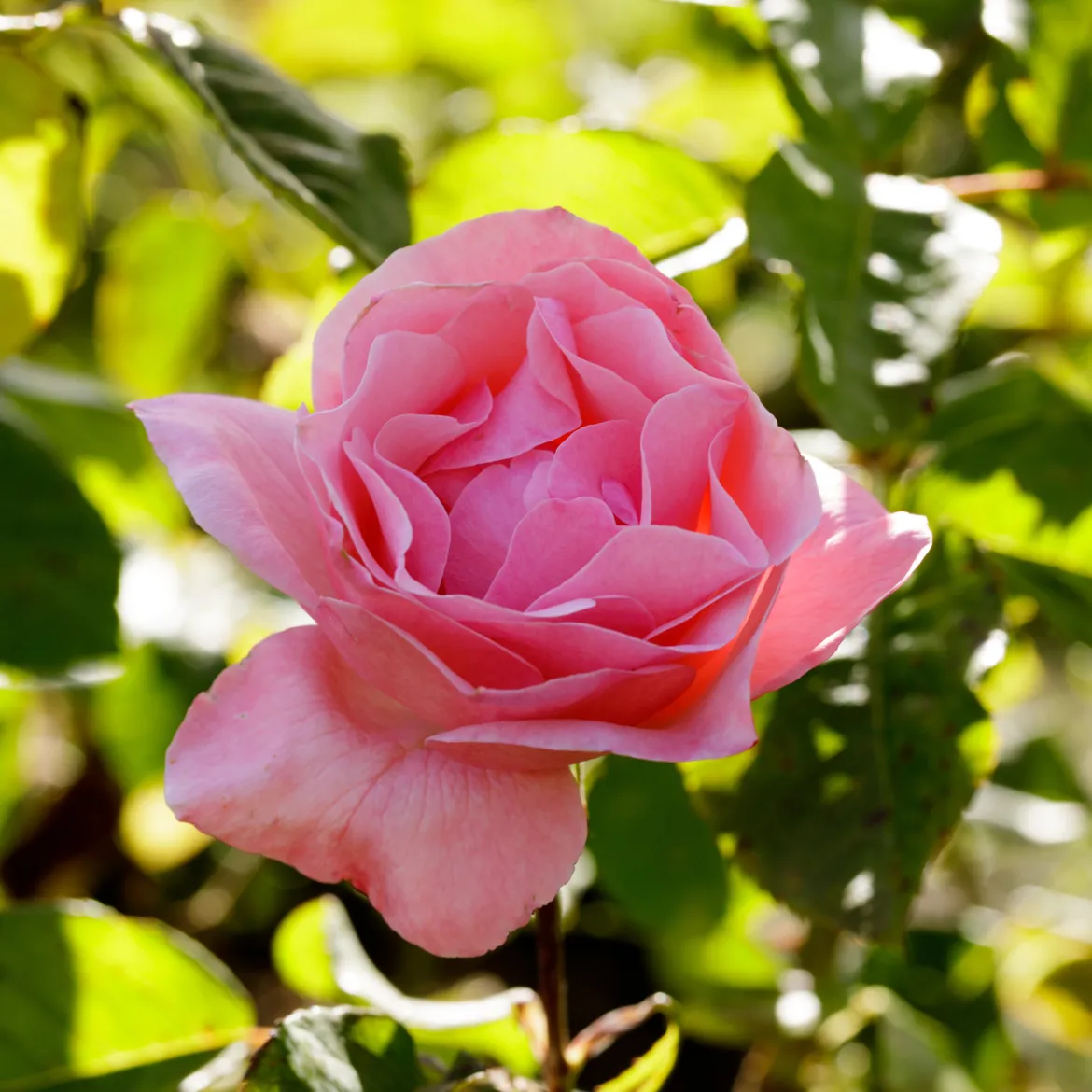 Rosier Queen Elisabeth - Roses roses tout l'été