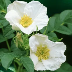 Rosier rugueux à fleurs blanches - Le rosier qui résiste à tout