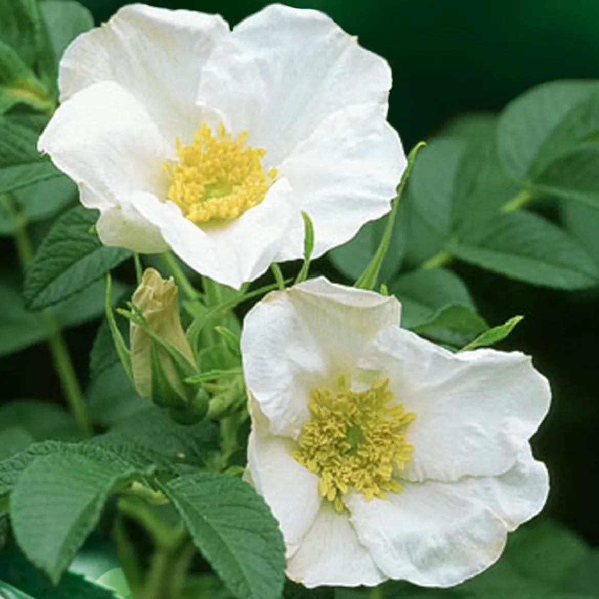 Rosier rugueux à fleurs blanches - Le rosier qui résiste à tout