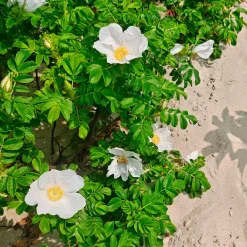 Rosier rugueux à fleurs blanches - Le rosier qui résiste à tout