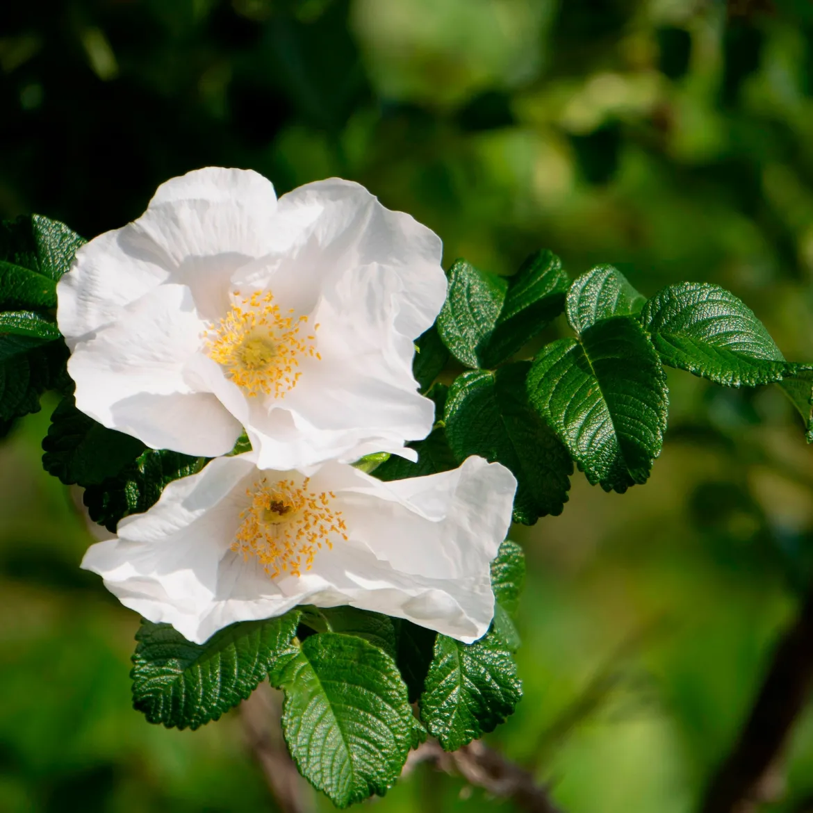 Rosier rugueux à fleurs blanches - Le rosier qui résiste à tout