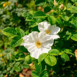 Rosier rugueux à fleurs blanches - Le rosier qui résiste à tout