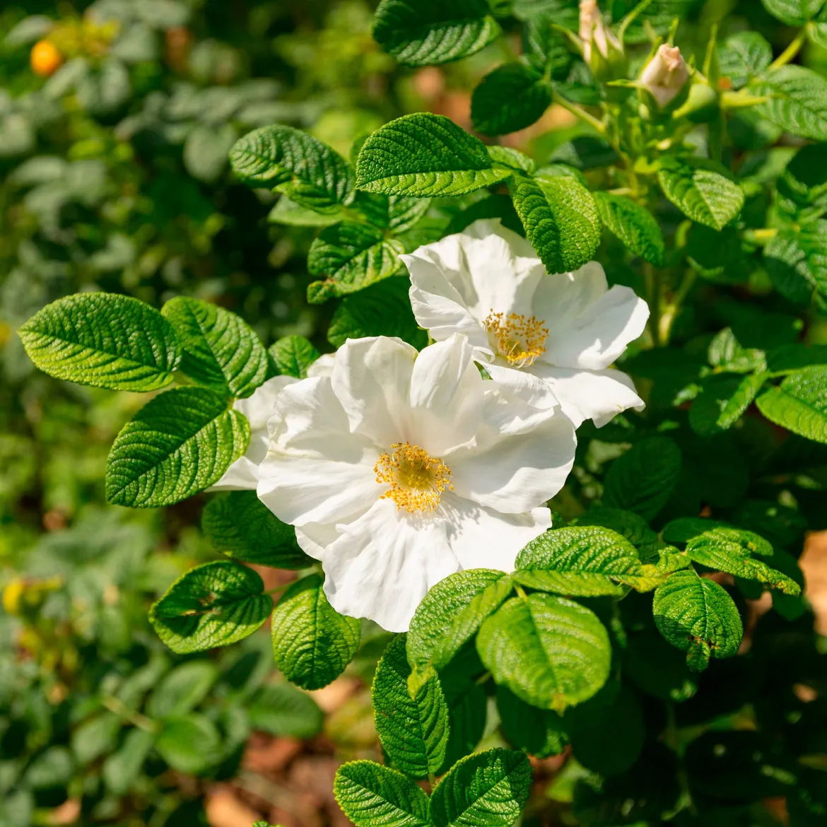 Rosier rugueux à fleurs blanches - Le rosier qui résiste à tout