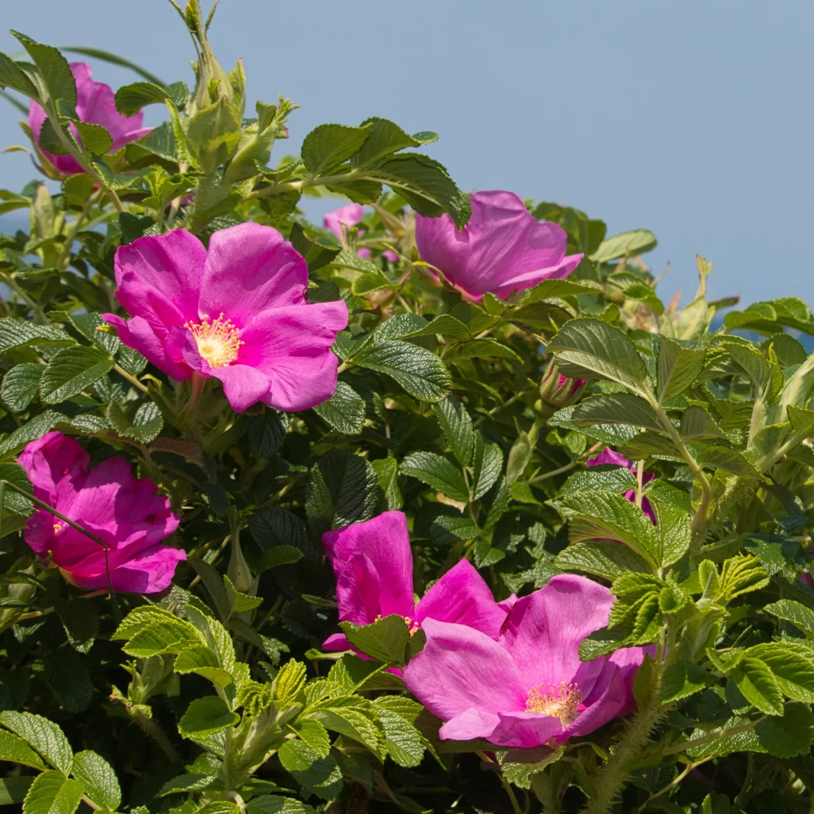 Rosier rugueux rose foncé - La rose qui brave les embruns