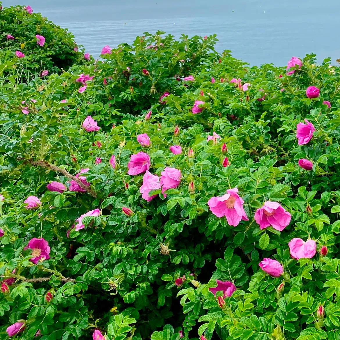 Rosier rugueux rose foncé - La rose qui brave les embruns