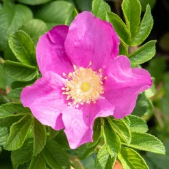 Rosier rugueux rose foncé - La rose qui brave les embruns