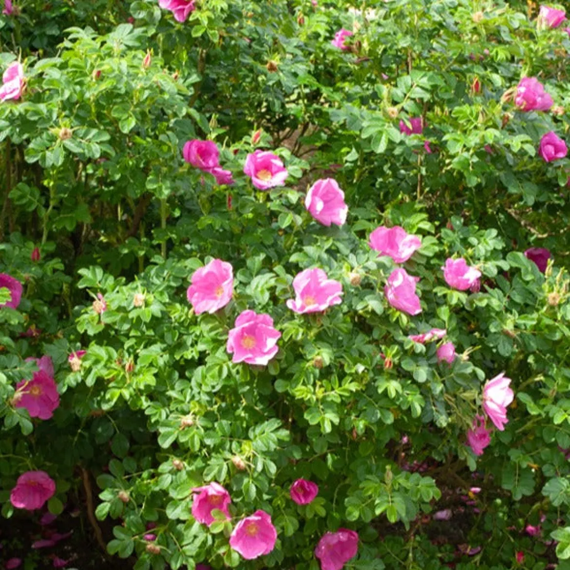 Rosier rugueux rose foncé - La rose qui brave les embruns