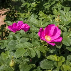 Rosier rugueux rose foncé - La rose qui brave les embruns