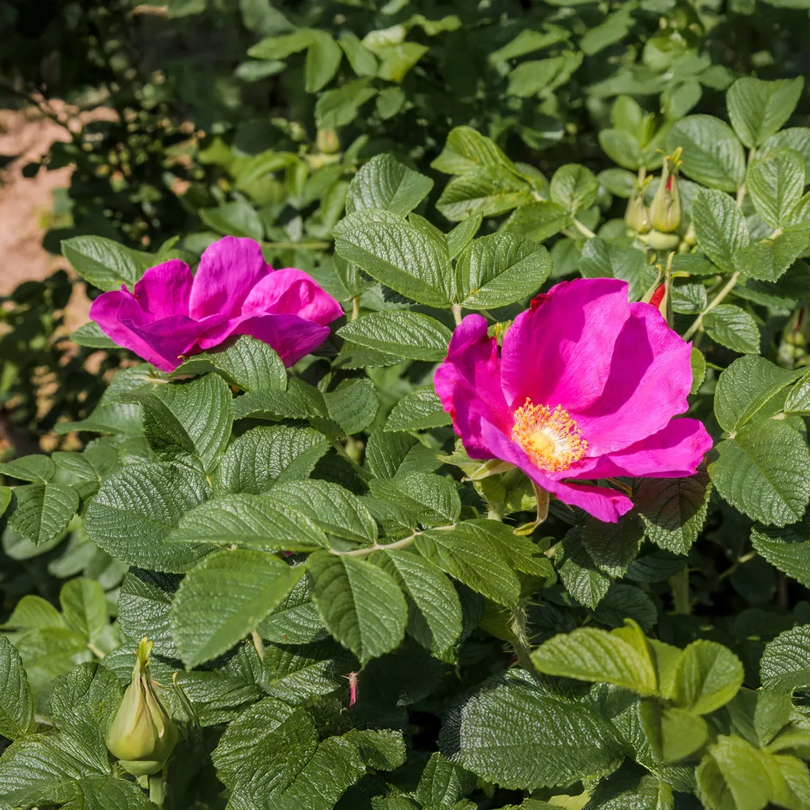 Rosier rugueux rose foncé - La rose qui brave les embruns