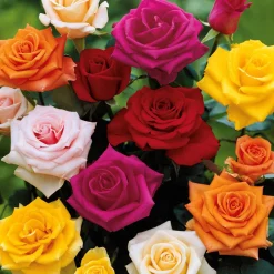 10 Rosiers buissons en mélange - Un massif fleuri tout l'été