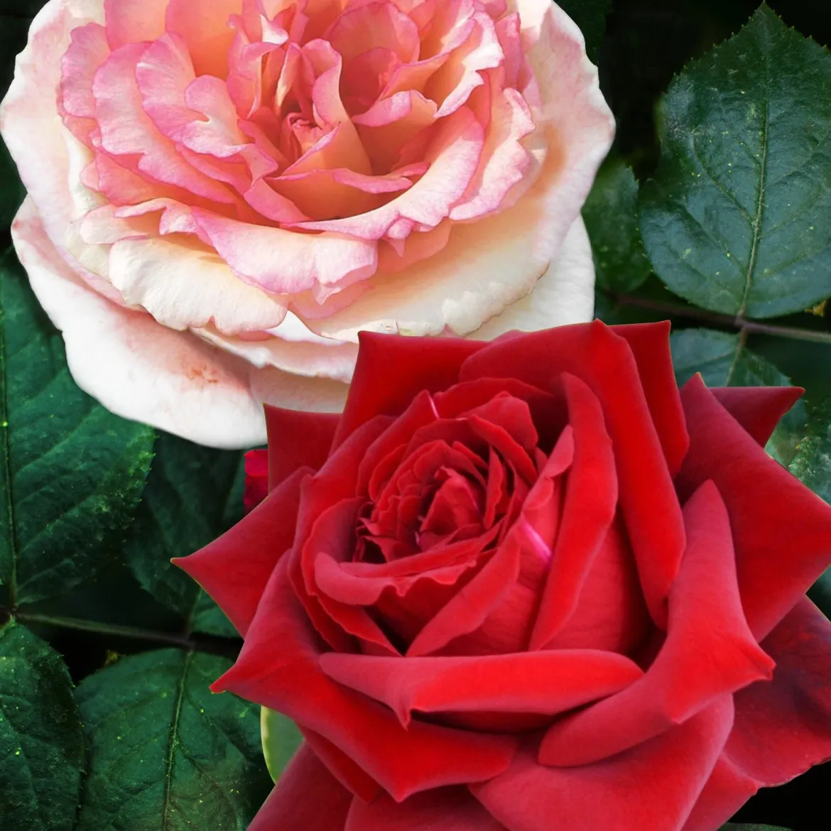 2 Rosiers buissons résistants aux maladies - Des roses saines sans effort