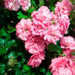 Rosiers couvre-sol Mirato ® - Un tapis de roses tout l'été