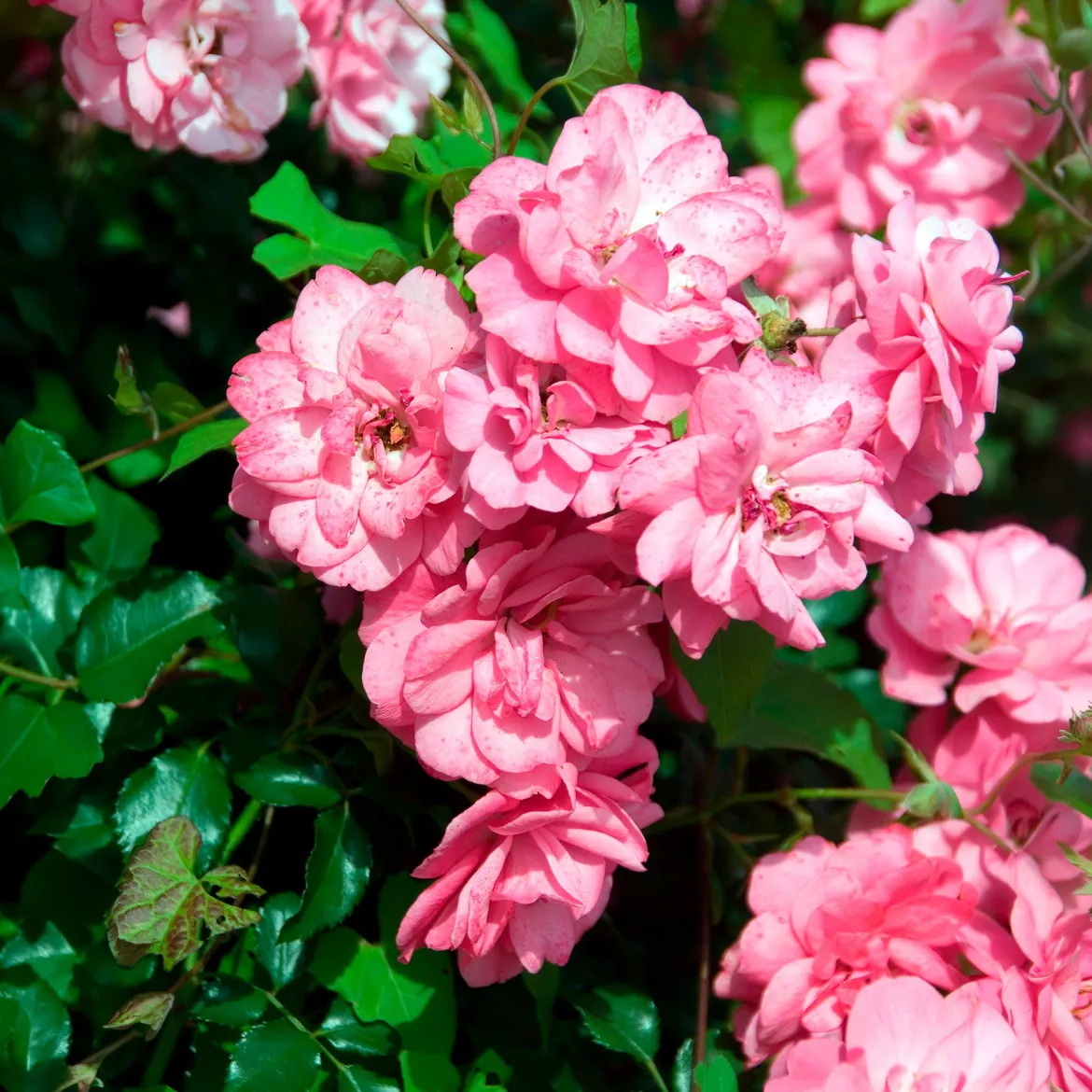 Rosiers couvre-sol Mirato ® - Un tapis de roses tout l'été